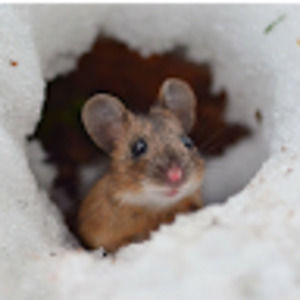 Meet your Posher, Mister